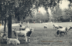 3708 Gezicht in het Wilhelminapark te Utrecht, met enkele schapen.